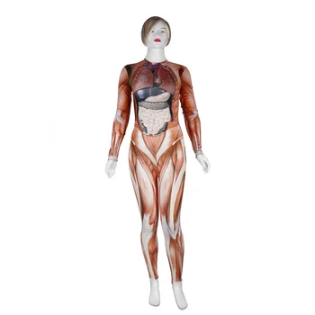 Kostrového Svalu 3D Simulácia Cievne Anatómie Lekárskej Vyučovania Učiteľ Viscerálneho Ľudských Orgánov Oblečenie