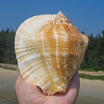 Prírodné Super Veľké Shell a Conch Remeslá Domáce Dekorácie Šťavnaté Kvetináče Sea Shells Beach Decor